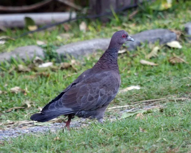 File:Picazuro Pigeon (Patagioenas picazuro).jpg