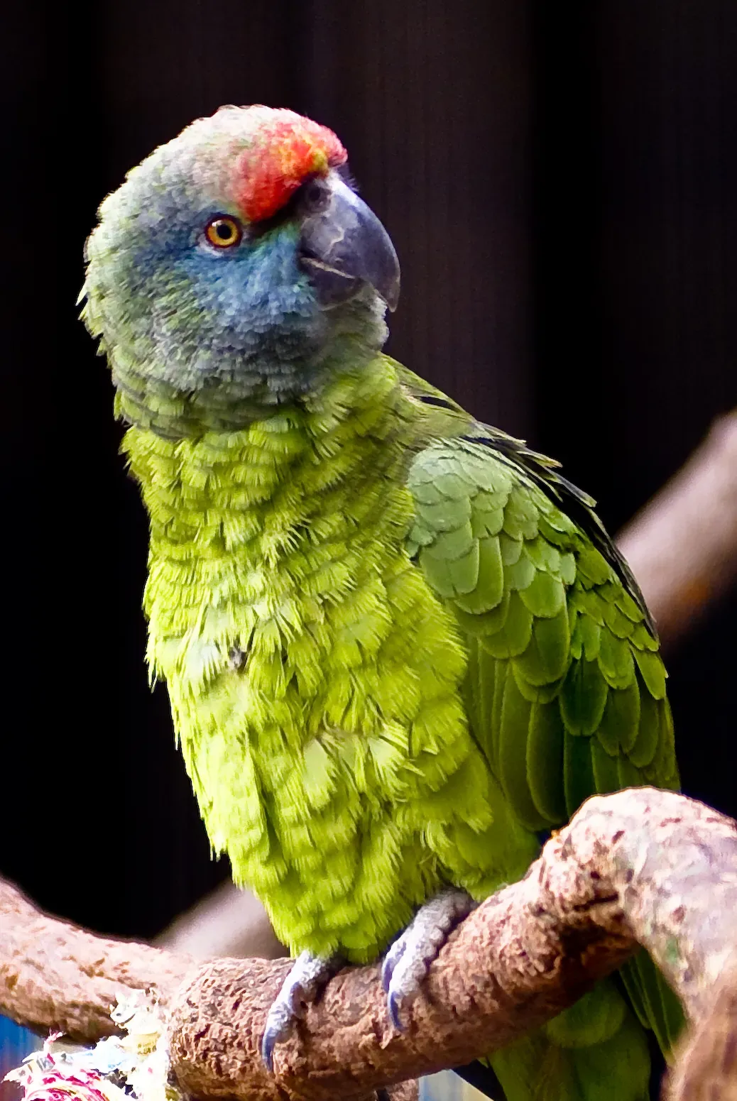 File:Amazona festiva bodini -Tulsa Zoo-8a.jpg