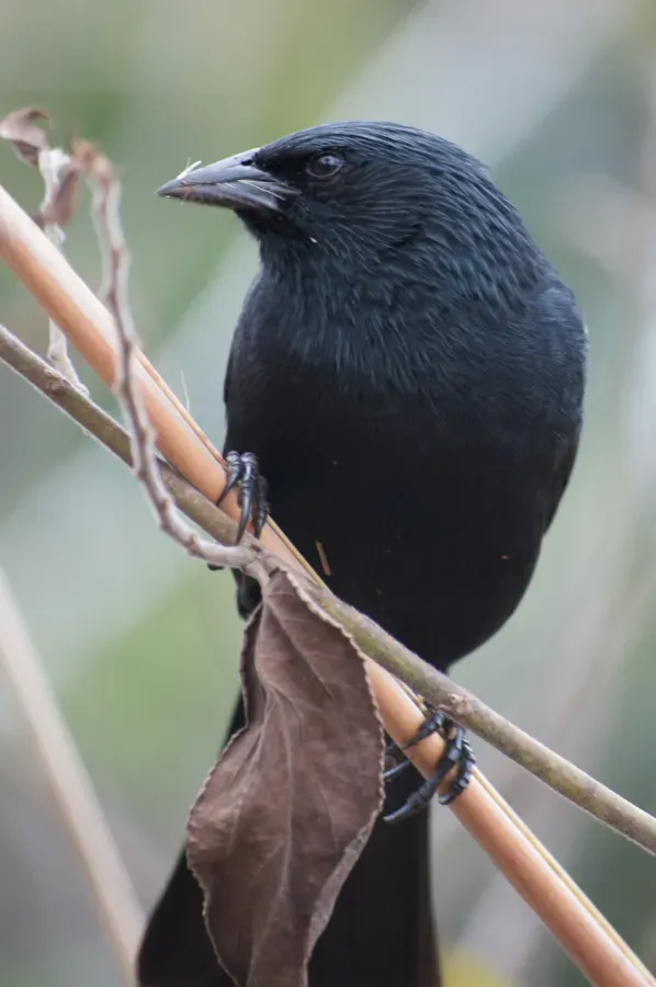 File:Gnorimopsar chopi -Iguazu National Park -Argentina-8.jpg