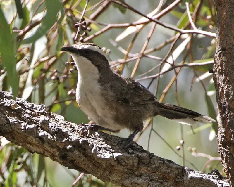 File:White-browed Babbler (Pomatostomus superciliosus).jpg
