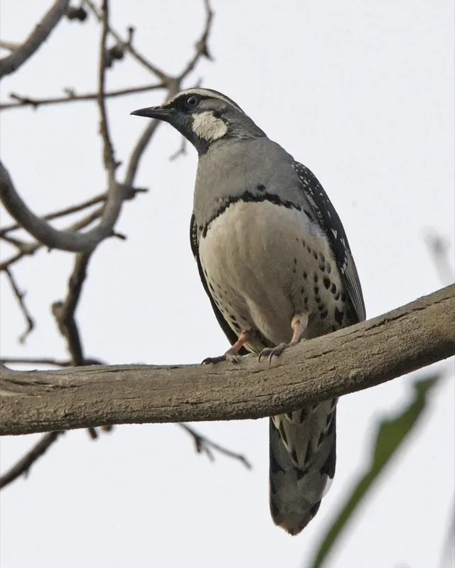 File:Spotted Quail-thrush (Cinclosoma punctatum) 2.jpg