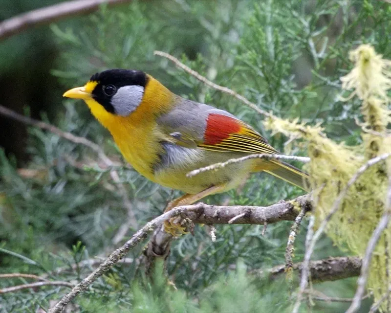 File:Silver-eared Mesia (Leiothrix argentauris).jpg