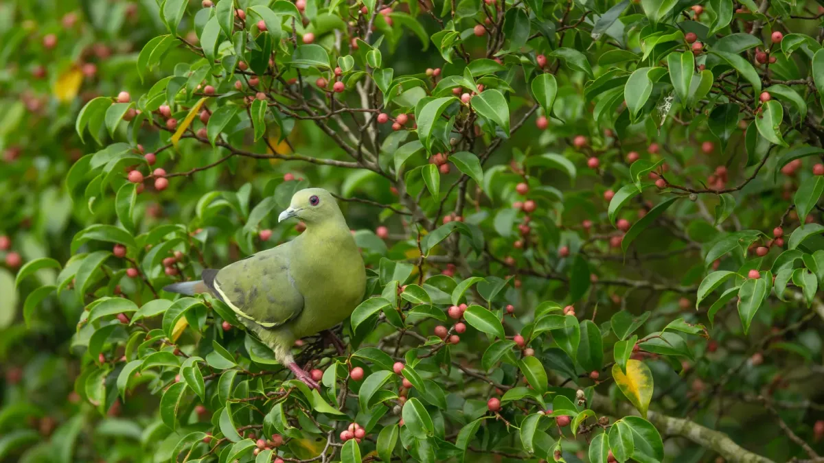 File:Treron vernans female - Kent Ridge Park.jpg