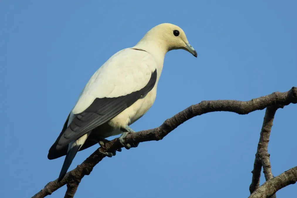 File:Ducula bicolor - Chinese Garden.jpg