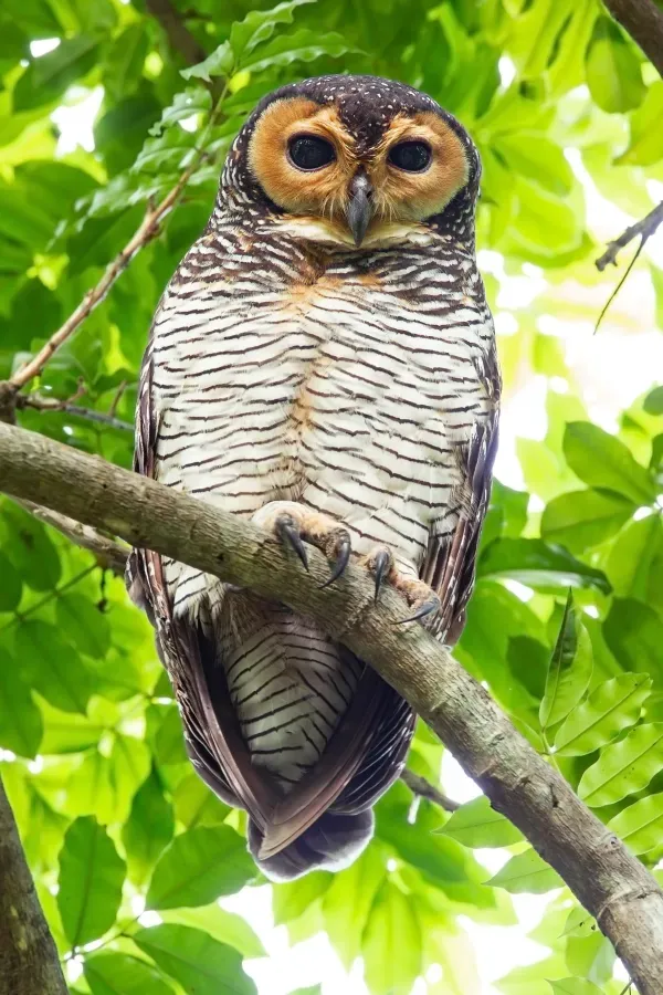 File:Strix seloputo - Pasir Ris.jpg