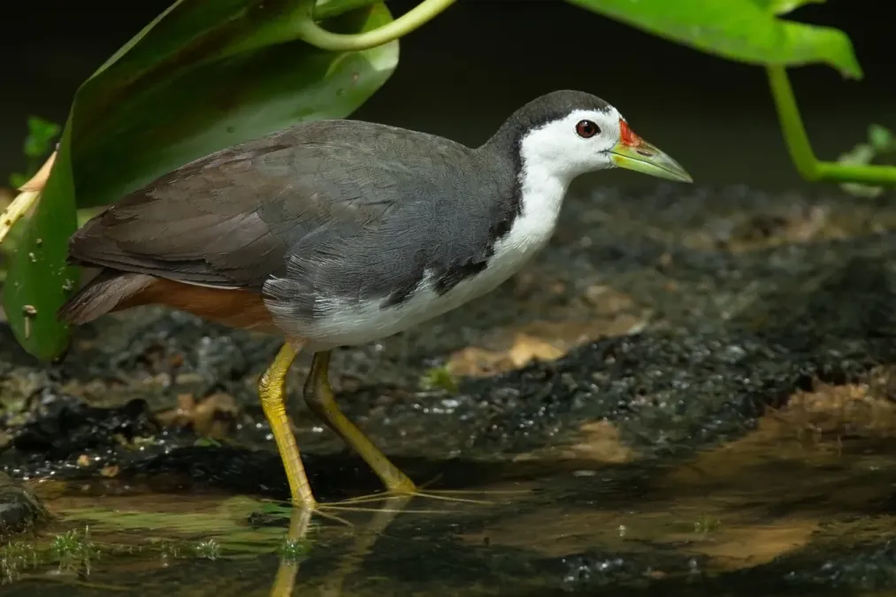 File:Amaurornis phoenicurus - Singapore Botanic Gardens.jpg