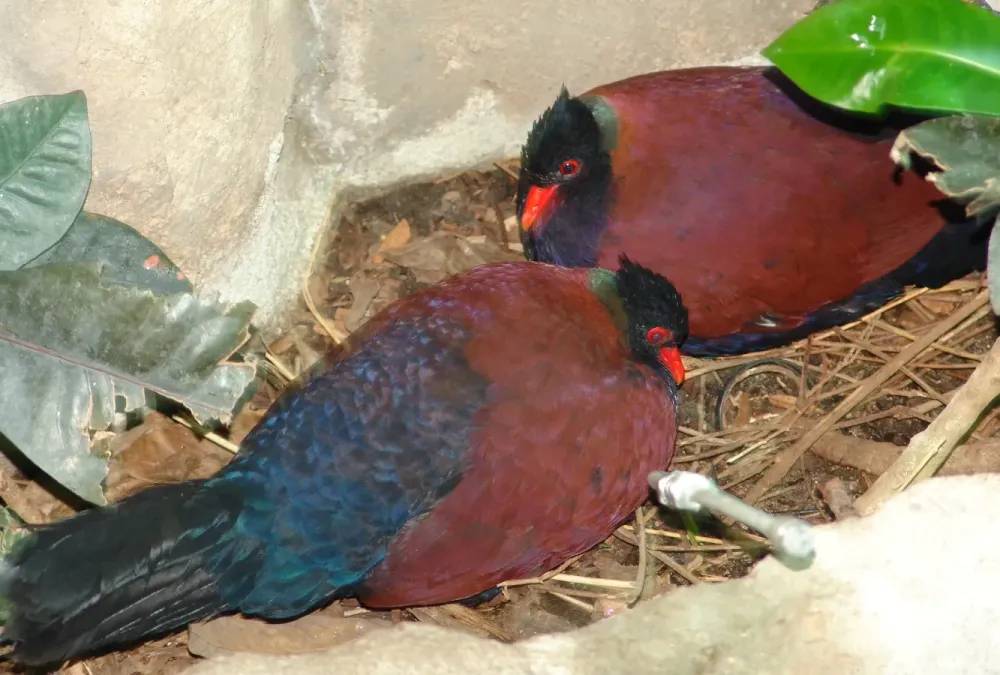 File:Green-naped Pheasant Pigeon Otidiphaps nobilis.jpg