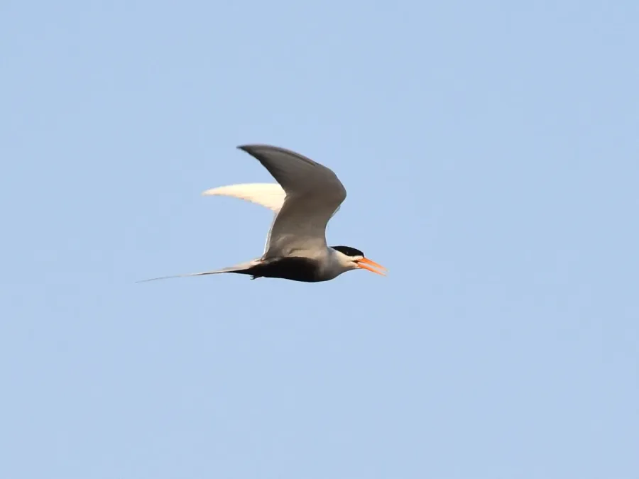 File:Black-bellied tern (Sterna acuticauda).jpg