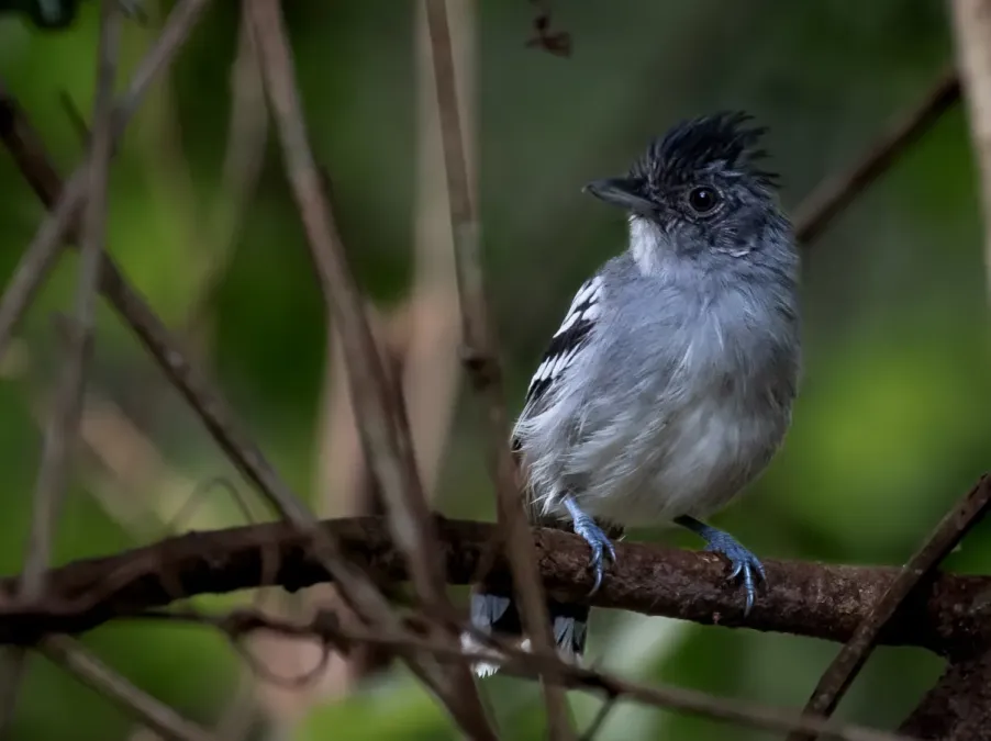 File:Thamnophilus sticturus - Bolivian slaty-antshrike, male; Ladário, Mato Grosso do Sul, Brazil.jpg