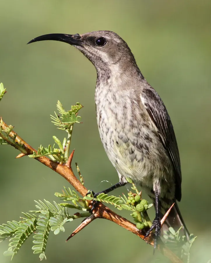 File:Amethyst sunbird, Chalcomitra amethystina, at Pilanesberg National Park, Northwest Province, South Africa (female) (17019732982), crop1.jpg