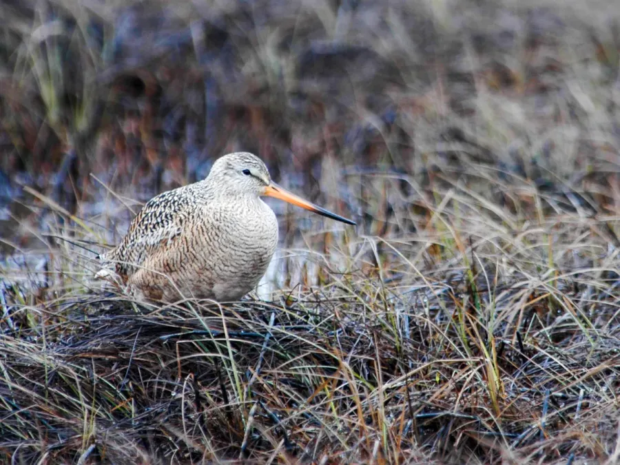 File:Marbled Godwit Limosa fedoa beringiae near Ugashik, Alaska 2.jpg