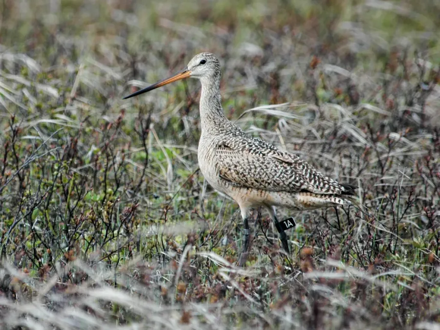 File:Marbled Godwit Limosa fedoa beringiae near Ugashik, Alaska 1.jpg
