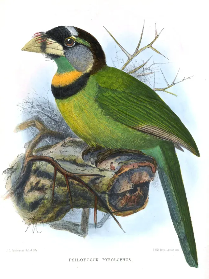 File:Psilopogon pyrolophus Keulemans.jpg