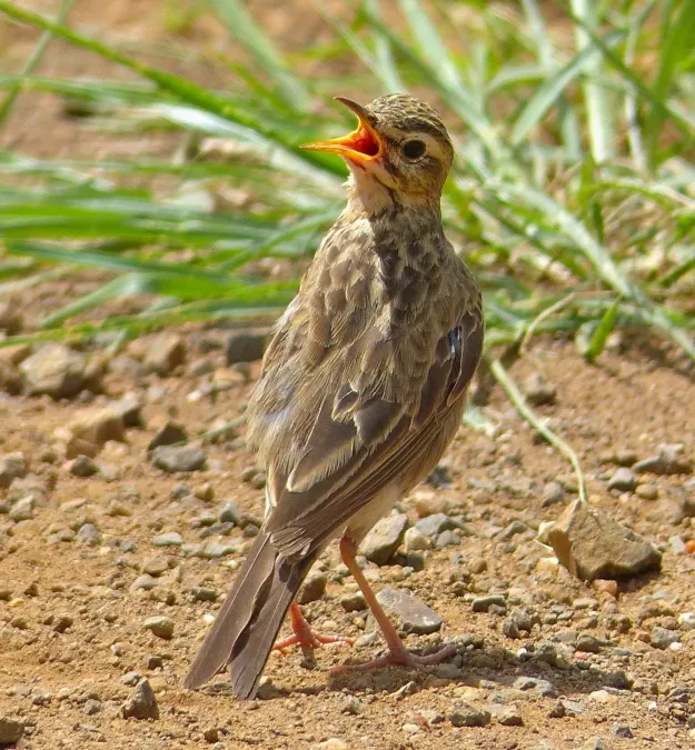 File:African pipit (Anthus cinnamomeus) (13971536013), crop.jpg