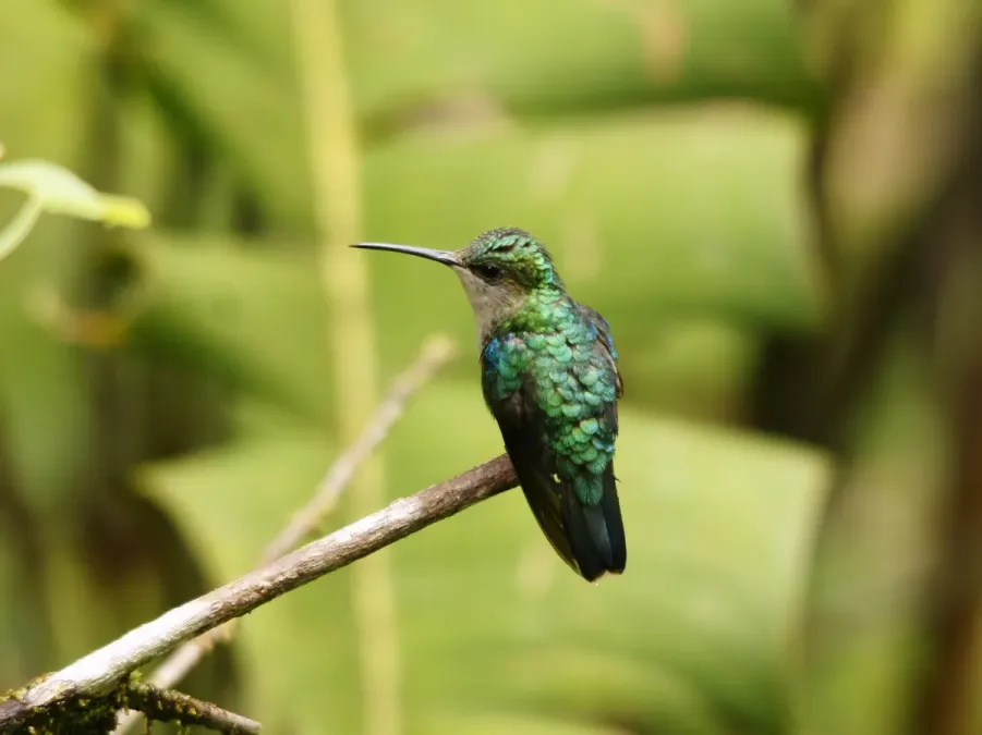 File:Thalurania colombica (female).jpg