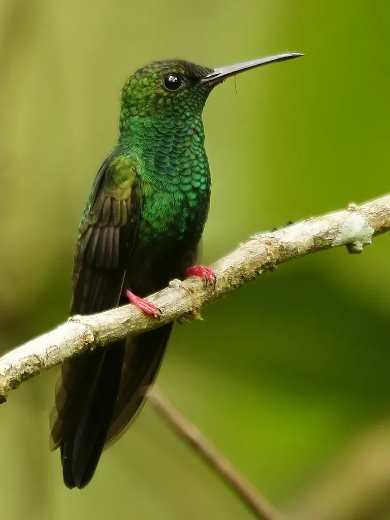 File:Chalybura urochrysia (male) taxobox.jpg