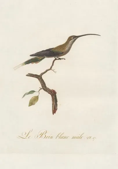 File:Phaethornis malaris.jpg