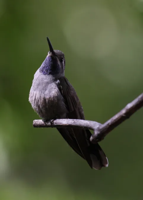 File:Lampornis clemenciae (male).jpg