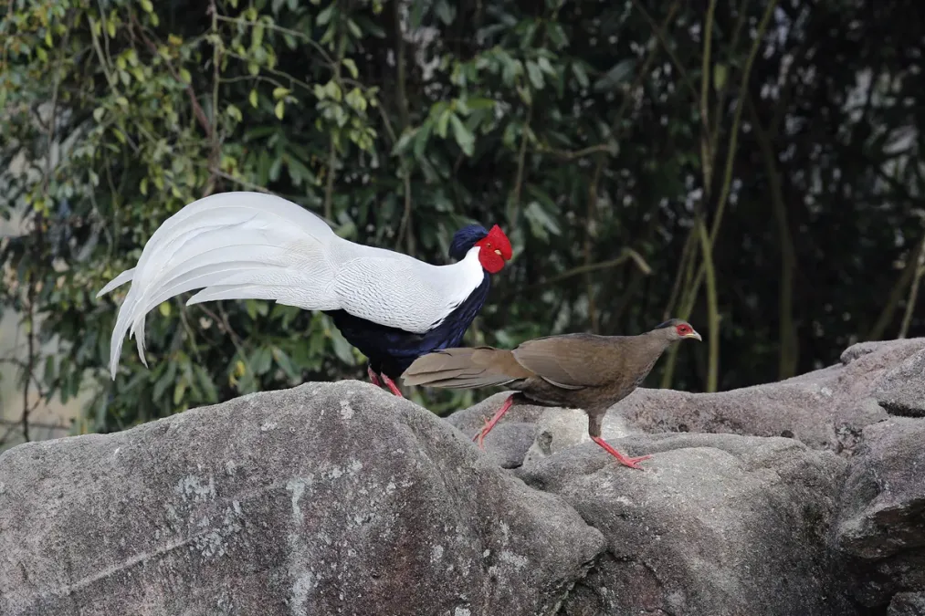 File:Lophura nycthemera, Exiandong reserve, Fujian 1.jpg