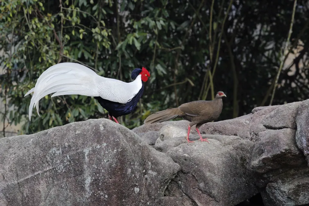 File:Lophura nycthemera, Exiandong reserve, Fujian 2.jpg