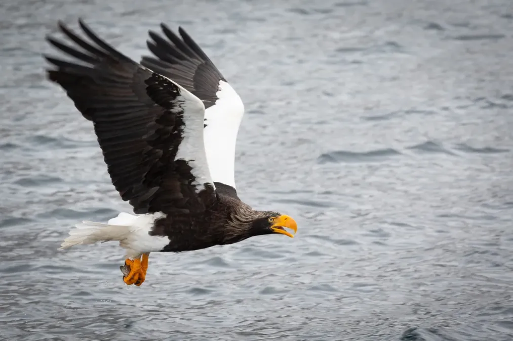 File:Haliaeetus pelagicus with fish.jpg