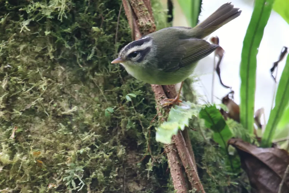 File:Basileuterus melanotis CR 02.jpg