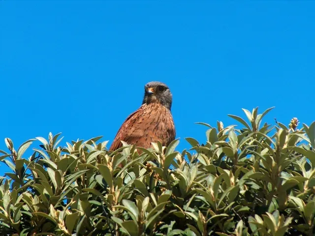 File:Falco rupicolus (F).jpg