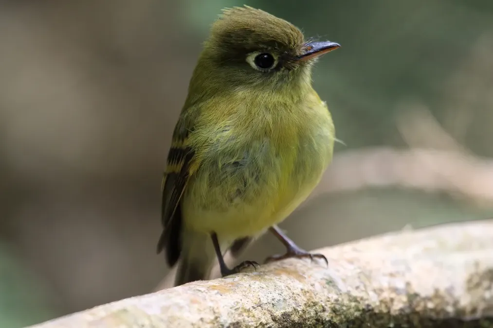 File:Empidonax flavescens 07.jpg