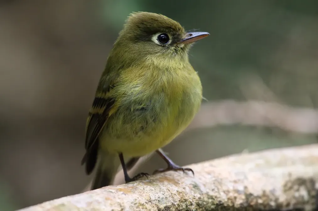 File:Empidonax flavescens 08.jpg