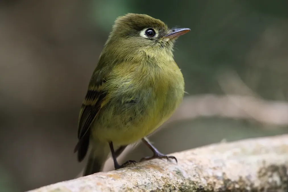 File:Empidonax flavescens 09.jpg