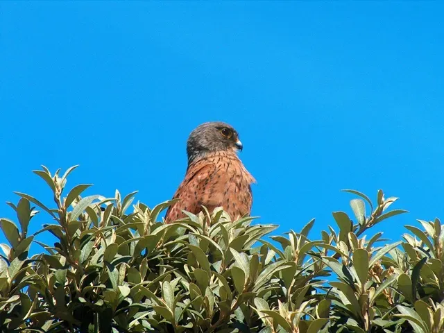 File:Rock Kestrel Falco rupicolus (F).jpg
