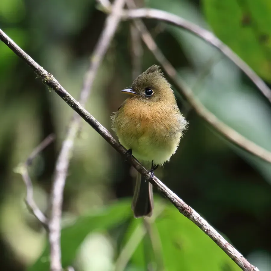 File:Mitrephanes phaeocercus CR 03.jpg