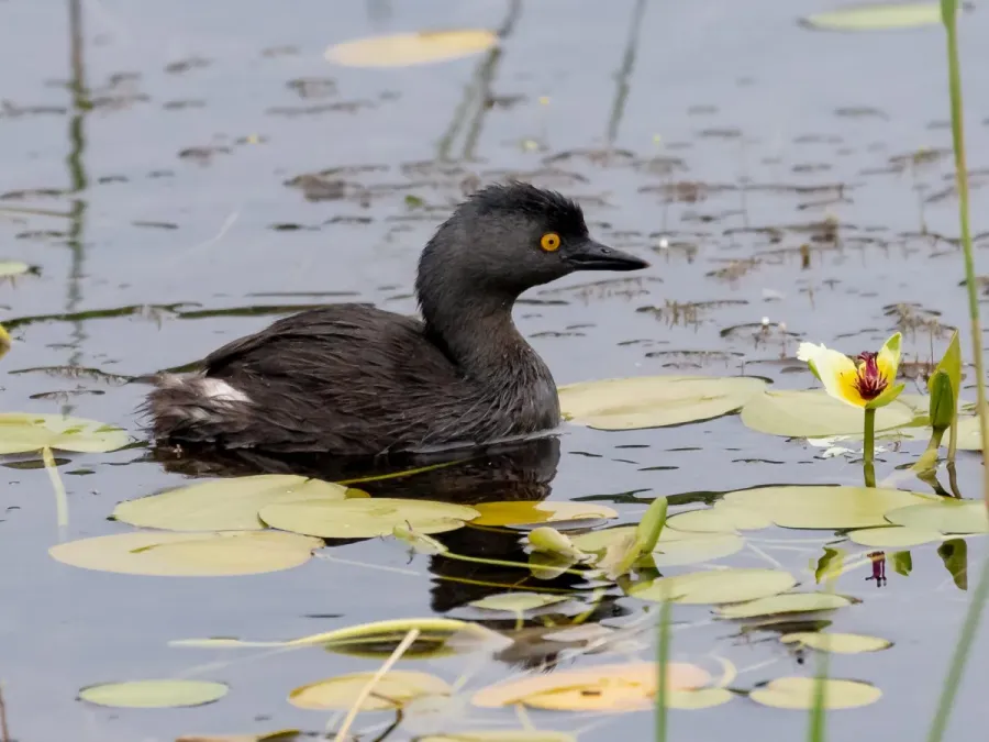 File:Tachybaptus dominicus brachyrhynchus - Least grebe; Pantanal route-park, Corumbá, Mato Grosso do Sul, Brazil.jpg