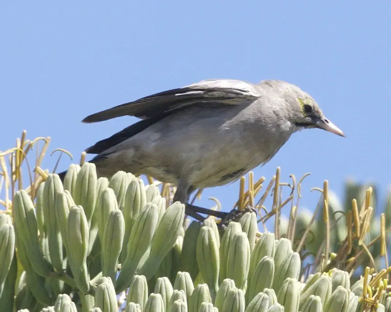 File:Wattled Starling (Creatophora cinerea) 2.jpg