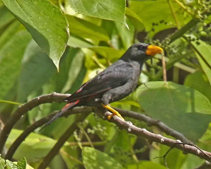 File:Finch-billed Myna (Scissirostrum dubium).jpg
