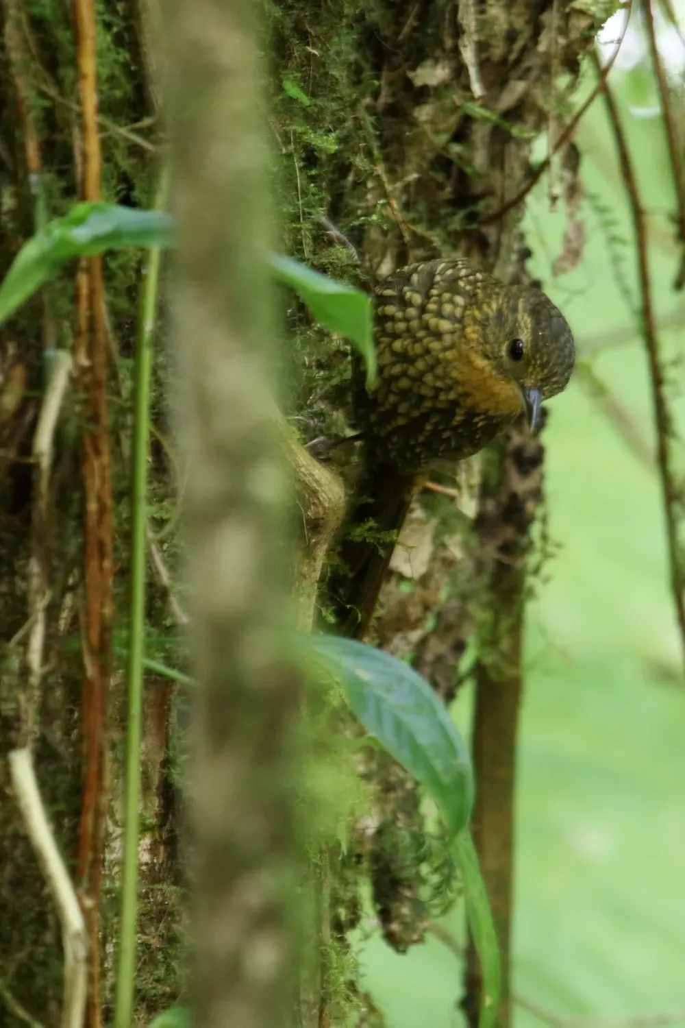 File:Premnoplex brunnescens CR 01.jpg