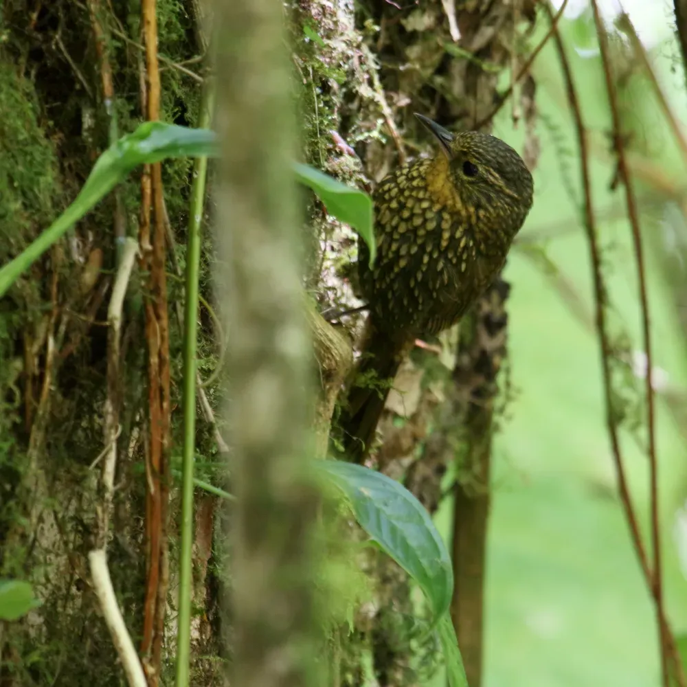 File:Premnoplex brunnescens CR 02.jpg