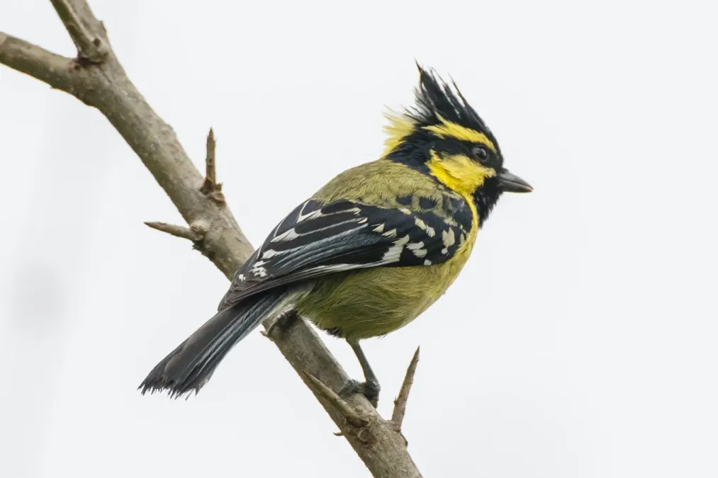 File:Himalayan black-lored tit (Machlolophus xanthogenys).jpg