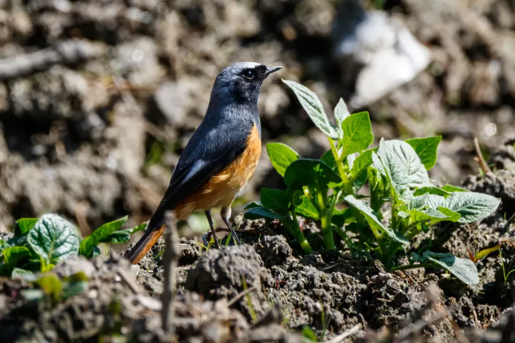 File:Hodgson's redstart (Phoenicurus hodgsoni) 073.jpg