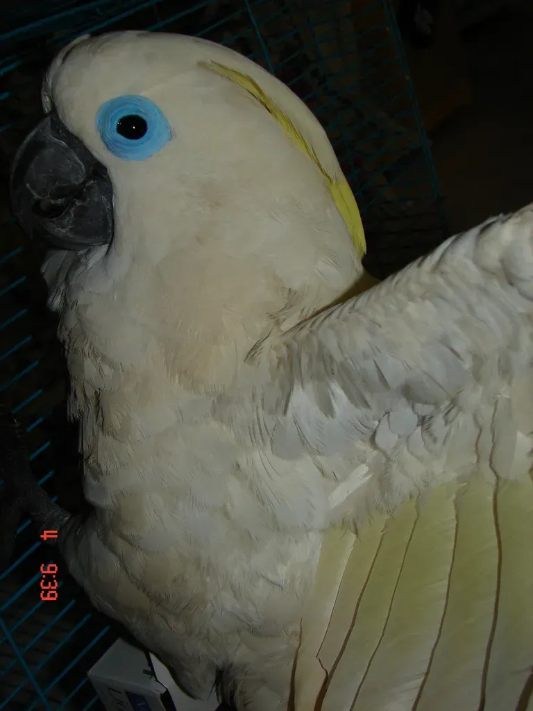 File:Cacatua ophthalmica -captive-6a (rotate 180).jpg