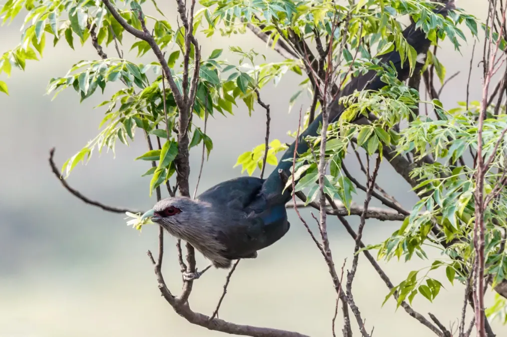 File:Green billed Malkoha Phaenicophaeus tristis 38 cm.jpg