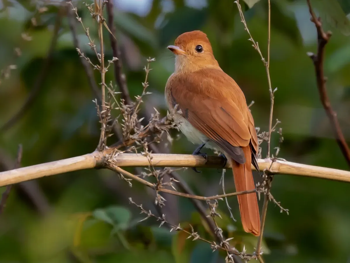 File:Casiornis rufus - Rufous casiornis; Miranda, Mato Grosso do Sul, Brazil.jpg
