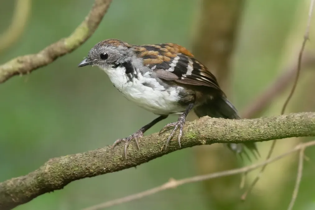 File:Orthonyx temminckii - Kembla Heights.jpg
