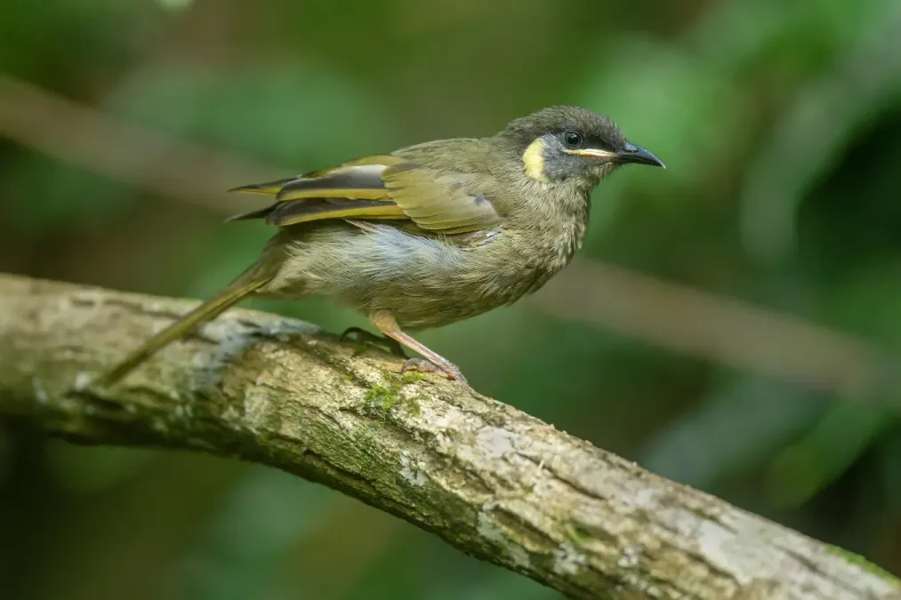 File:Meliphaga lewinii - Kembla Heights.jpg