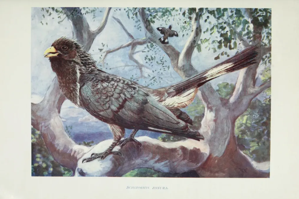 File:Crinifer zonurus johnston.jpg