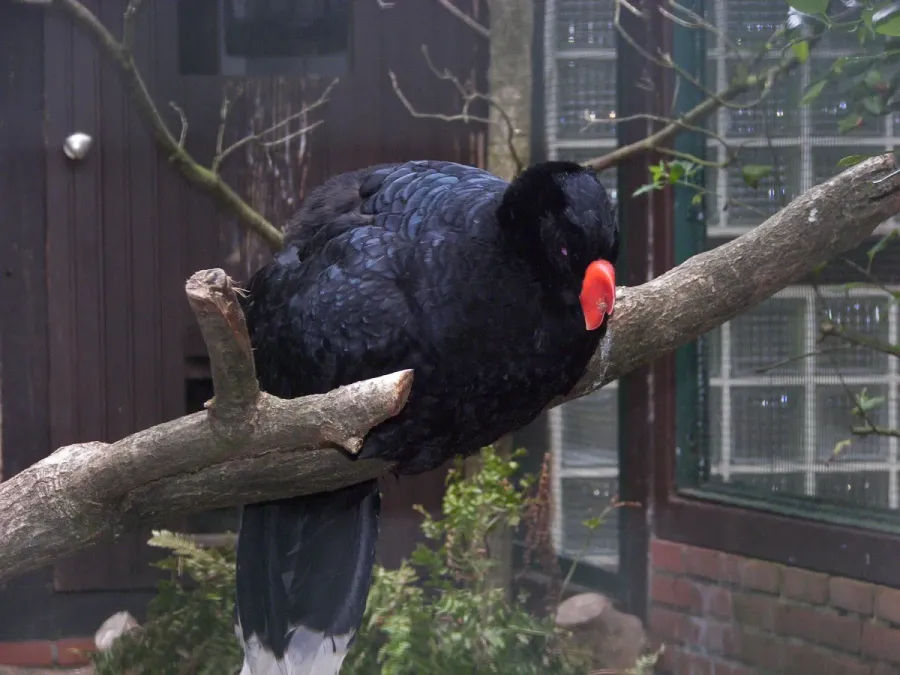 File:Mitu tuberosum (aviculture).jpg