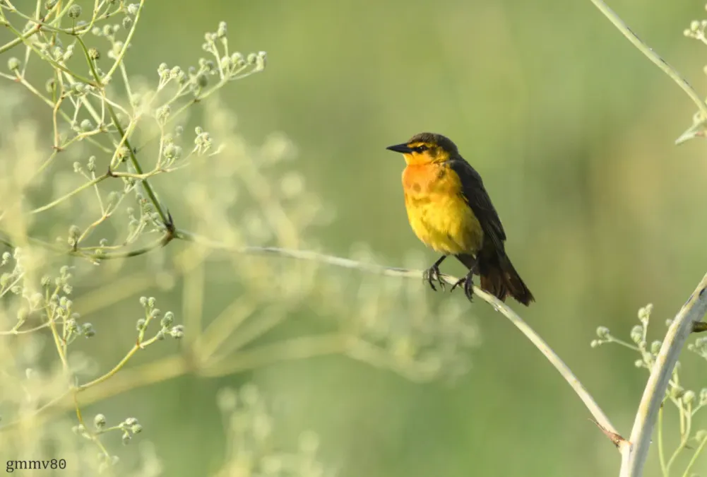 File:Xanthopsar flavus hembra en el Complejo de Reservas Guyra Retâ, Itapúa, Paraguay.jpg