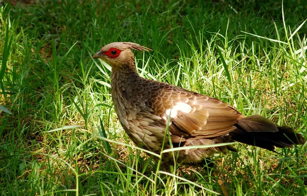 File:Female Kalij Pheasant Lophura leucomelanos.jpg