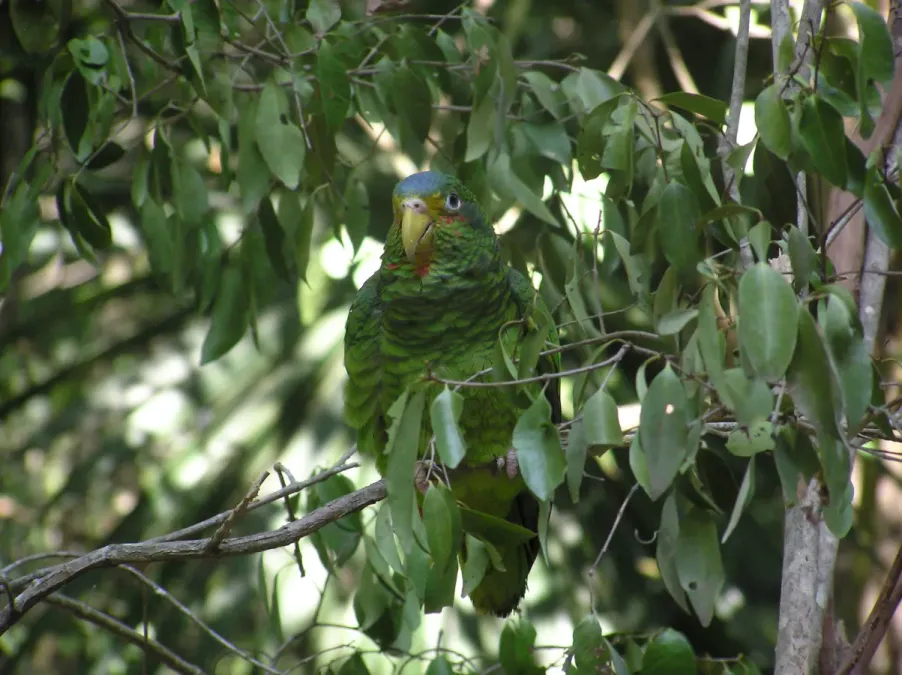 File:Amazona xantholora -Xcaret Eco Park -Mexico-8b.jpg