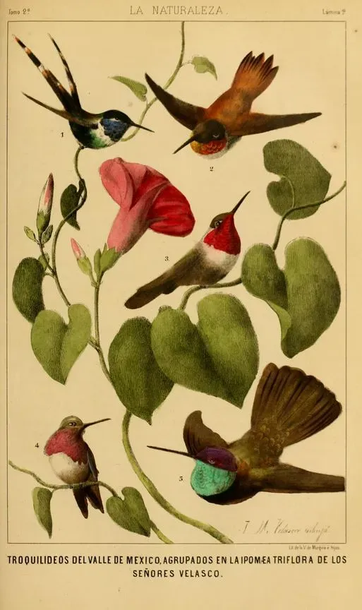 File:Tilmatura dupontii Selasphorus rufus Selasphorus platycercus Calothorax Lucifer Eugenes fulgens.jpg